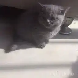 miao主题咖啡有英短蓝猫,蓝白,长期出售有一还只一岁金毛出售宠物交易中心马鞍山ok论坛