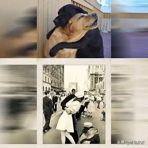 看完笑一年史上最搞笑的动物ps照片精选
