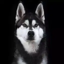 疯狂动物援,送你最美证件照
