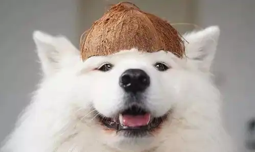 一只自带眼影的萨摩火遍全网,网友疯了这是什么神仙颜值
