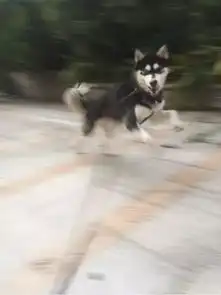 狗狗周末趴在阳台萎靡不振,听到我说出去玩后,脸色瞬间就变成了这样...
