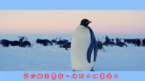 9.5高分记录片企鹅企鹅大会失败,冲动之下去抢亲的后果很舒服企鹅搞笑相亲动物世界保护野生动物
