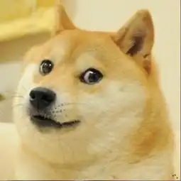 柴犬doge表情包
