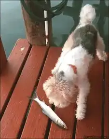 汪星人惨遭落水
