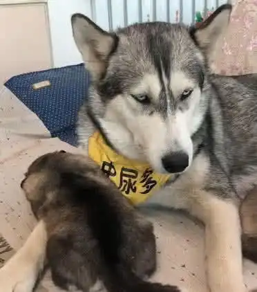 吃完主人送上的鸡腿,发现狗崽不见了,下一幕二哈的表情让人笑哭
