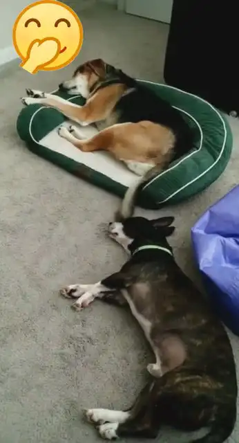 搞笑的狗狗,开心一刻
