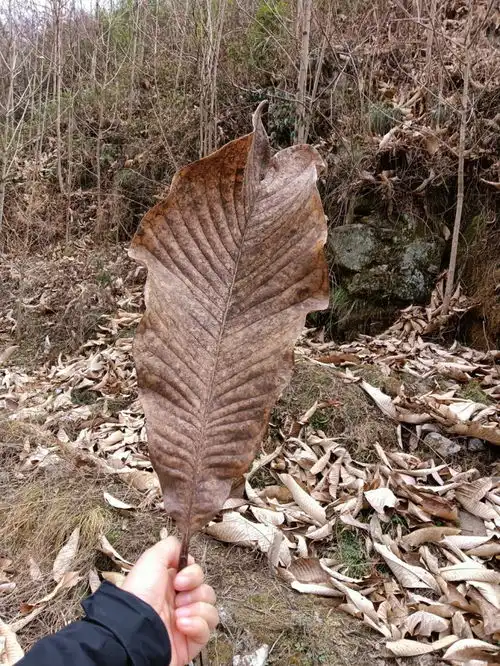 原来这就是秦岭的药材宝库和山民上山挖药,发现好多名贵药材
