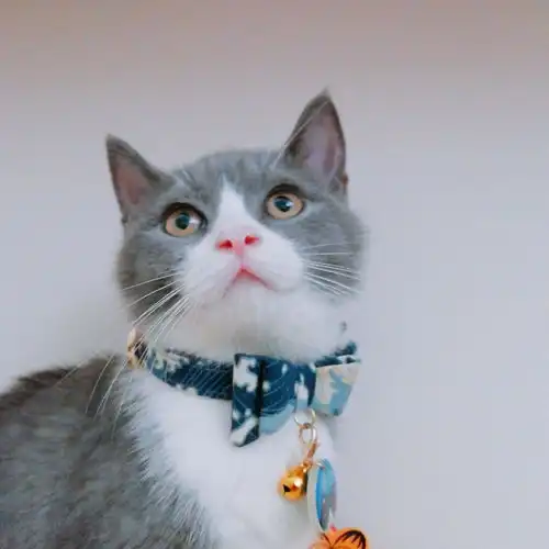 英短公猫和母猫那个更可爱漂亮