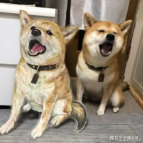 又一个柴犬表情包戏精汪星人堪比狗界影后