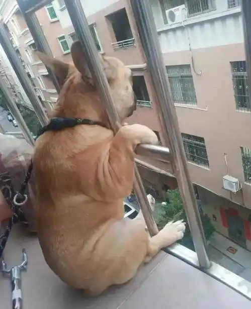 斗牛犬趴在阳台上看风景,背影和表情太有戏,这是外面有狗了
