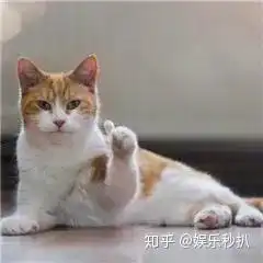 手扇汪小菲,脚踹王安全的张雨绮成功三杀中秋拿刀砍老公
