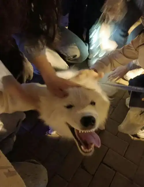 搞笑图片幽默段子笑话狗子女人下手都这么狠的吗
