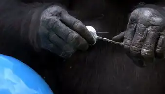 泰猕猴剔牙生火做烧烤酷似人类
