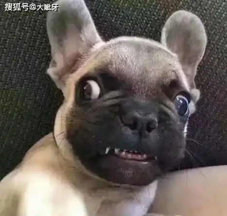 搞笑gif图别看我长得丑,坐骑可不差
