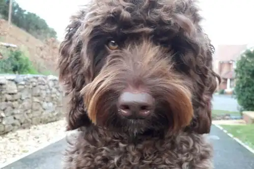 治疗犬拯救一位试图在高速公路上自杀的年轻女子
