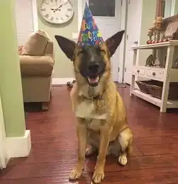 不就是过生日吗给狗乐的嘴都要咧到后脑勺了
