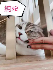 喵喵攻略安以轩晒丈夫撸猫照片配字笑翻网友
