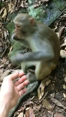 表情傲娇猴子很人性化,对吃的不使低端手段,而是采用这种策略腾讯网表情
