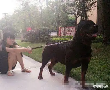 搞笑gif到底是你遛狗还是狗溜你啊
