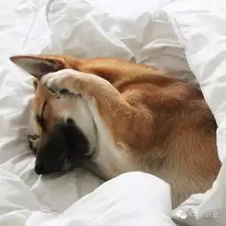 盘点让人忍俊不禁的搞笑动物萌态
