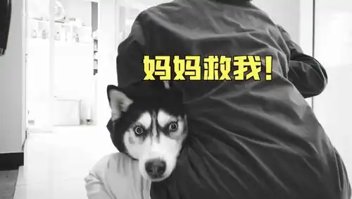 哈士奇搞笑图片蜜蜂