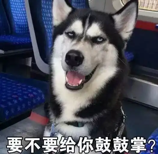 叮为您定制的狗狗特辑已送达
