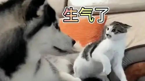 太搞笑了二哈我就想让你换个位置咋还急眼了呢
