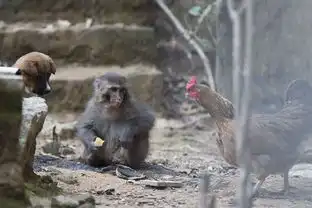 广州天河区一民宅被野猴占领
