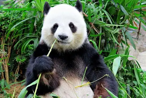 大熊猫如果不濒危能否做宠物去问下大熊猫另一个名字
