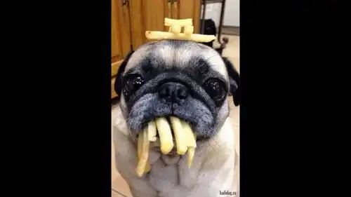 搞笑视频猫咪和狗狗的搞笑日常