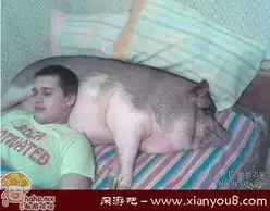 枕起来舒服哇哈哈.mx

