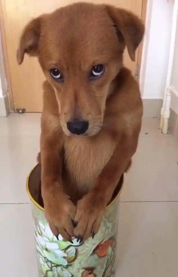 狗狗在家里撕垃圾桶,主人让其体味身临其境的感觉