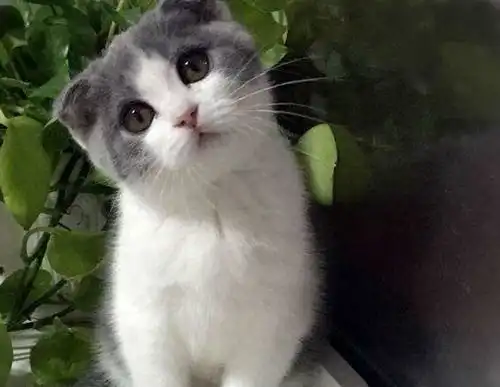 英国短毛猫贫血食疗食谱窍门,英国短毛猫贫血食疗
