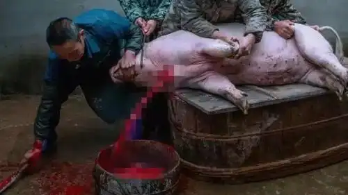 湖口农村杀猪,你见过屠夫向猪体内吹气的吗