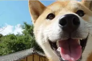 著名表情包狗狗小柴犬北登去世了
