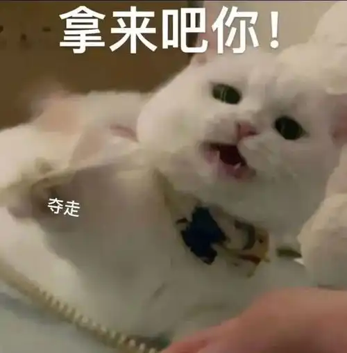 拿来吧你表情包可爱可爱