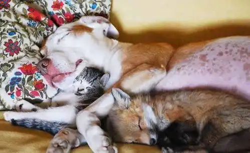我以为我的猫死了,但其实它只是在睡觉,心跳终于正常了
