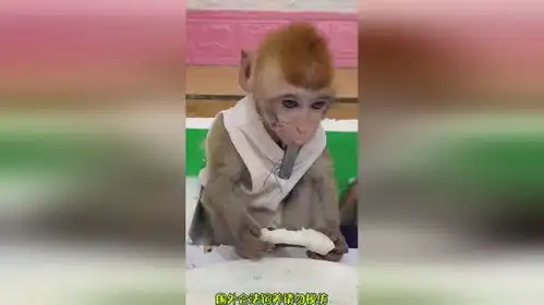 好可爱的小吃货猴子搞笑
