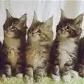 抖音三只小猫摇头动态图app抖音三只小猫摇头动态图v2.8下载91手游网
