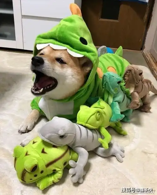又一个柴犬表情包戏精汪星人堪比狗界影后