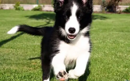 边境牧羊犬突然性格变得暴躁爱搞破坏究竟怎么回事
