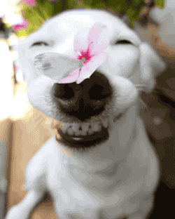 搞笑gif趣图我家二哈就是这么喝水的
