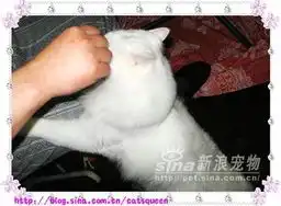 小馋猫的海鲜大餐3
