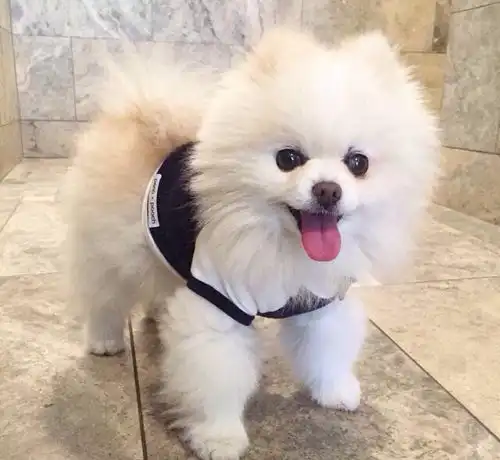 跟网红俊介不一样的博美犬,这6块腹肌真是震惊到我了,太帅了
