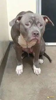 比特犬在得知自己被弃养后一脸伤心无助的表情

