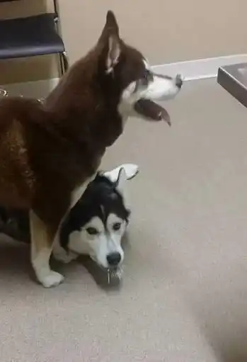 家里两只哈士奇怼新买回来的两只豪猪,被刺射成猪头还乐个不停这也就是哈士
