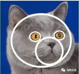 科普英短和美短你分得清嘛