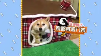 柴犬,继二哈之后,又一个表情包
