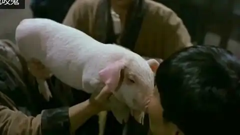 爆笑剪辑叫肉贩一声爸爸就有两头猪拿,洪金宝表示太值了哔哩哔哩bilibili
