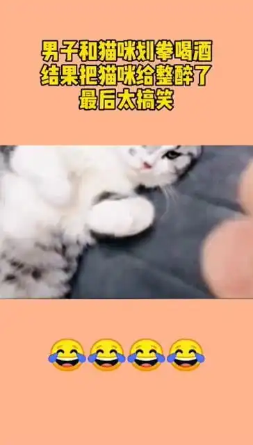 男子和猫咪划拳光喝酒,结果把猫咪给整醉了,最后太搞笑

